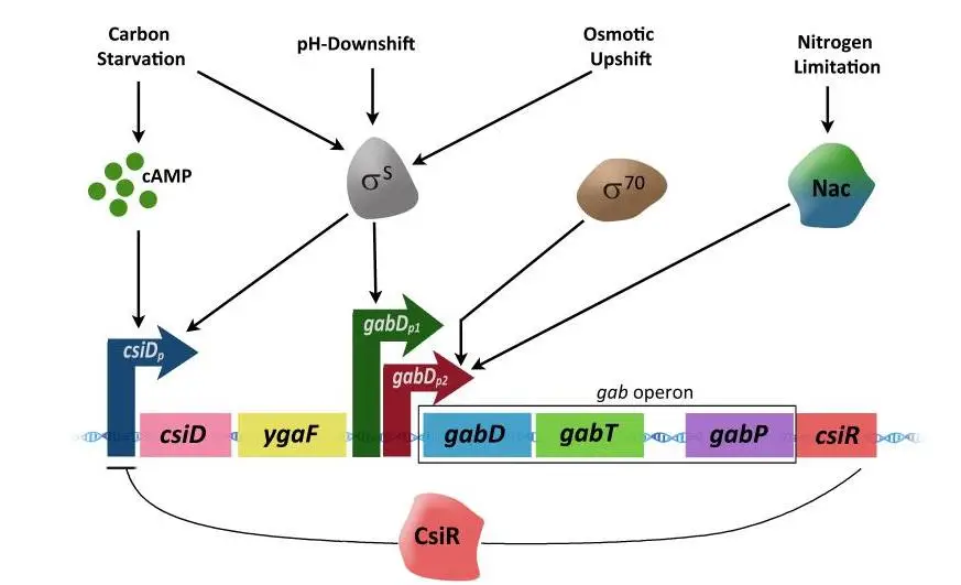 Structure and regulatory mechanism of the gab operon.