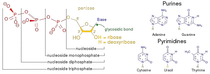 Characteristics of Nucleoside
