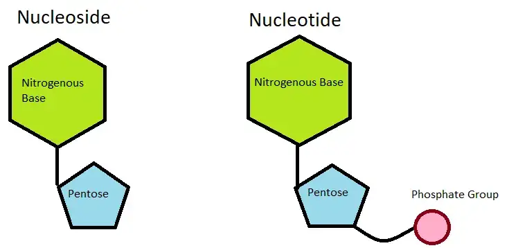 Difference between nucleotide and nucleoside – Nucleotides vs Nucleosides