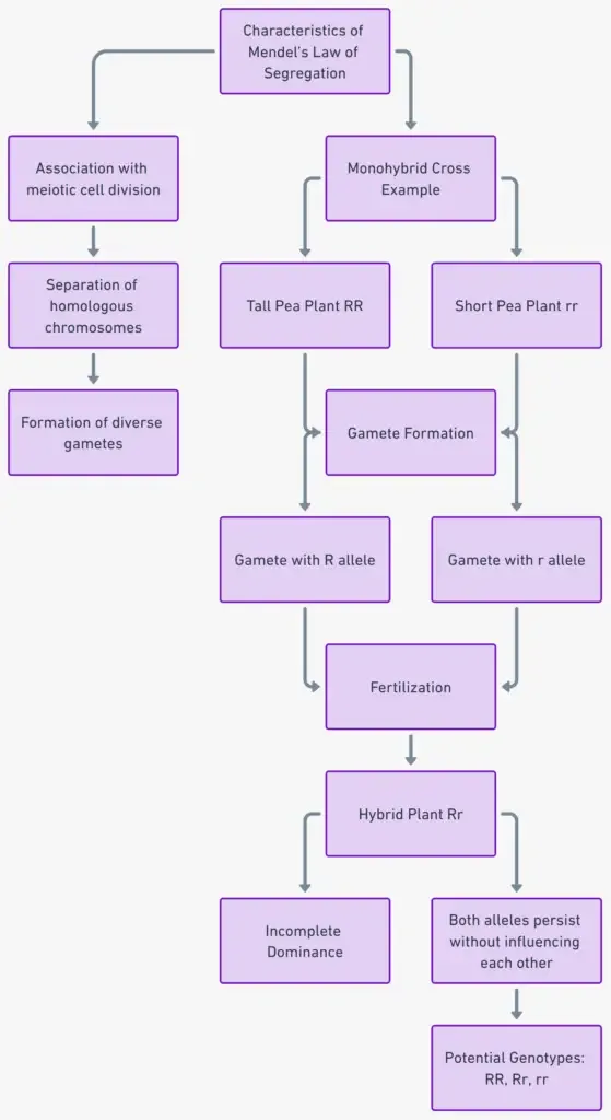 Characteristics of Mendel’s Law of Segregation
