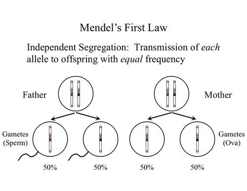 Mendel’s Law of Segregation - Definition, Principle, Examples ...