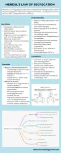 Mendel’s Law of Segregation Infograph