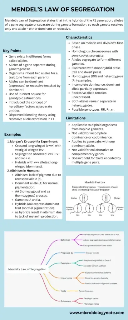 Mendel’s Law of Segregation Infograph
