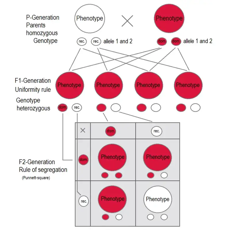 In the F1 generation, all individuals share the same genotype and phenotype, expressing the dominant trait (red). In the F2 generation, the phenotypes follow a 3:1 ratio. Specifically, the genotype distribution includes 25% homozygous dominant individuals, 50% heterozygous carriers of the recessive trait, and 25% homozygous recessive individuals expressing the recessive character.

