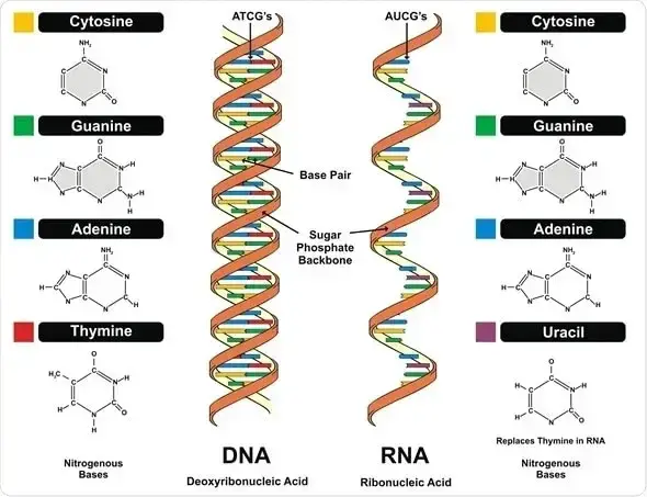 RNA – Definition, Structure, Types, Application
