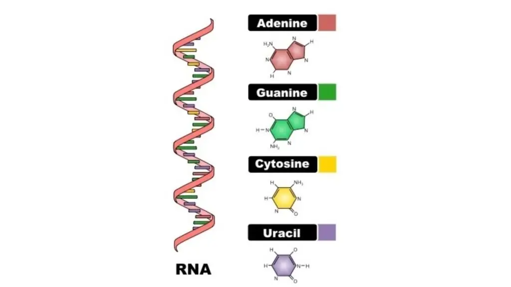 Structure of RNA