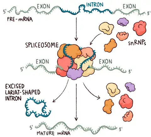 Spliceosome