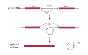 RNA Splicing - Definition, Types, Mechanisms - Biology Notes Online