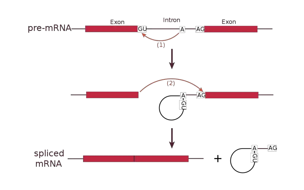 RNA Splicing Process/ Mechanism 