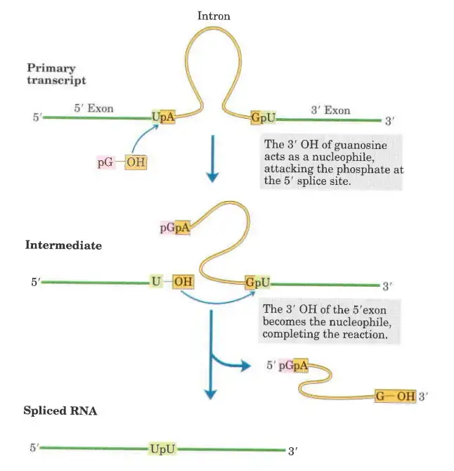 Splicing mechanism of group I introns
