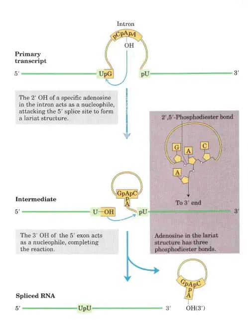 RNA Splicing - Definition, Types, Mechanisms - Biology Notes Online