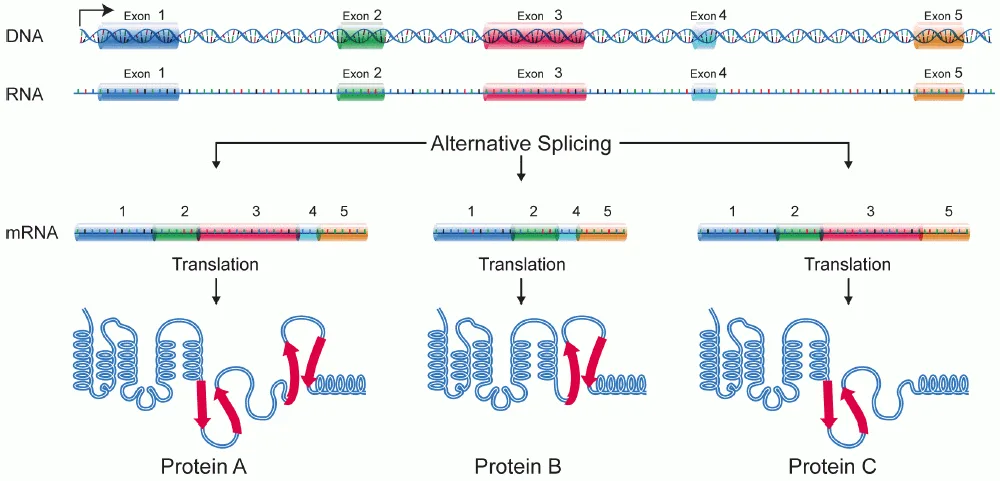 Post-transcriptional Modification - Definition, Types, Process, Importance 4 Alternative splicing | Image credit: “DNA, alternative splicing,” by the National Human Genome Research Institute (public domain).