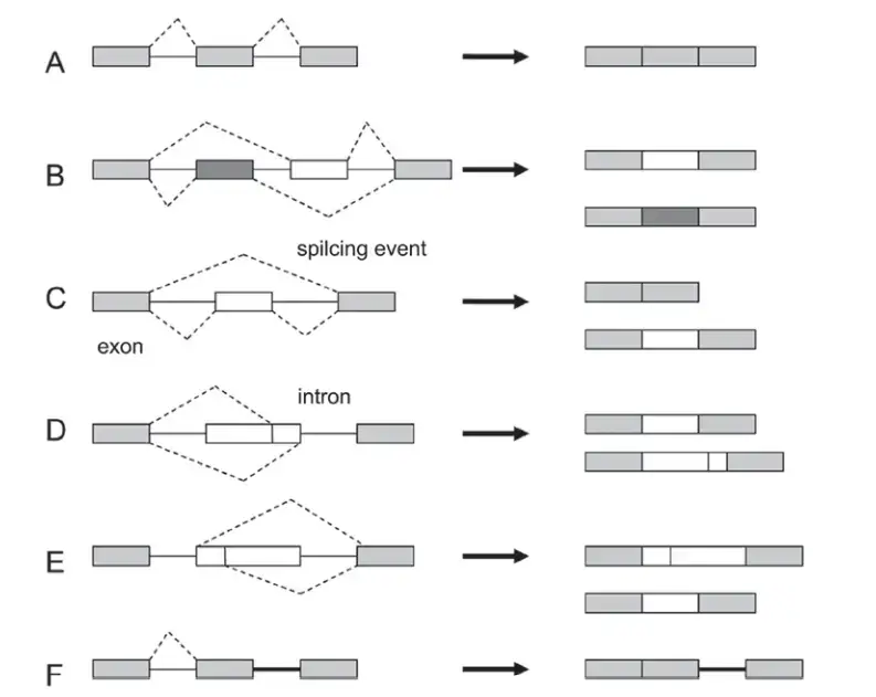 Types of alternative splicing
