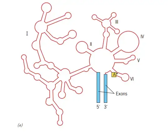 The structure and self-splicing pathway of group II introns in Detail
