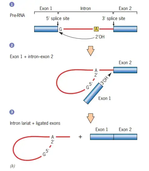 RNA Splicing - Definition, Types, Mechanisms - Biology Notes Online