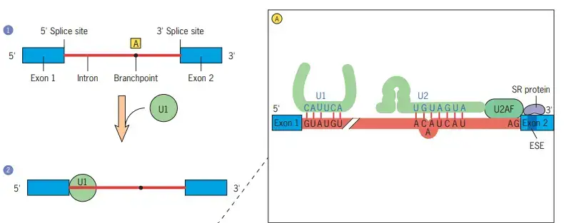 Schematic model of the assembly of the splicing machinery and some of the steps that occur during premRNA splicing