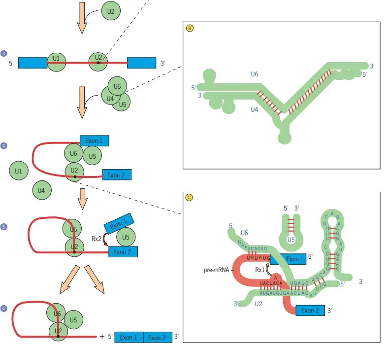 Schematic model of the assembly of the splicing machinery and some of the steps that occur during premRNA splicing
