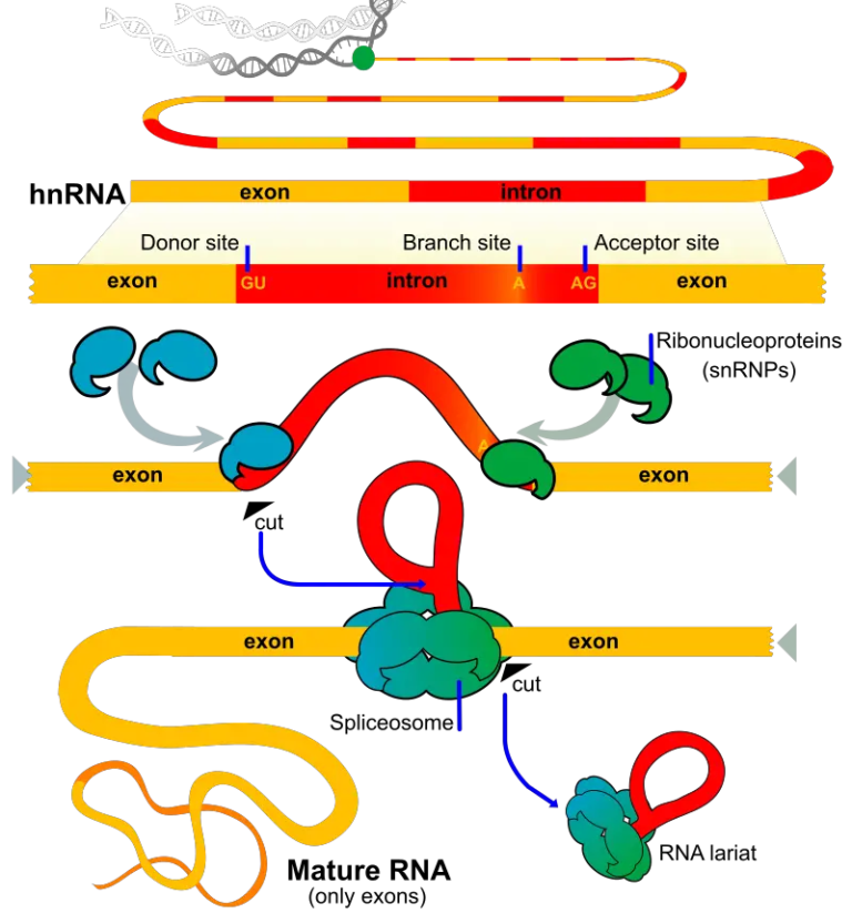 Exon - Definition, Types, Structure, Functions - Biology Notes Online