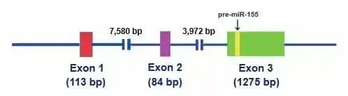 Structure of Exon