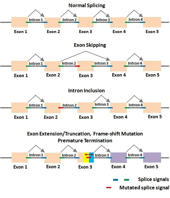 alternative splicing mechanisms which can result in alternative proteins being translated.