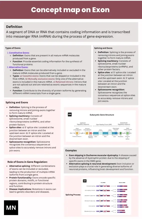 Concept map on Exon
