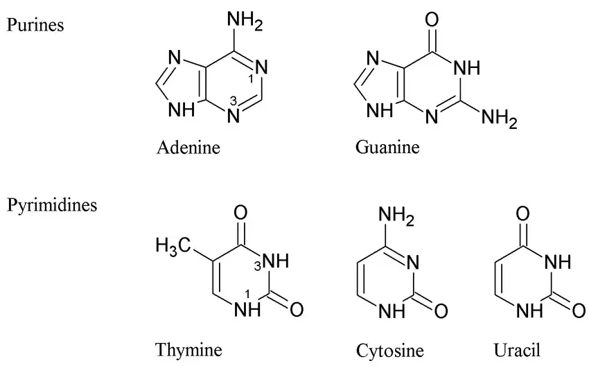 The Nitrogen Bases or Nucleotides
