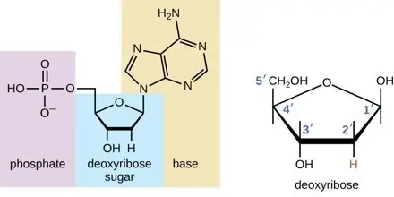 Deoxyribose sugar
