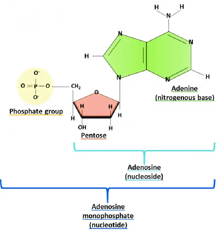 Phosphate group
