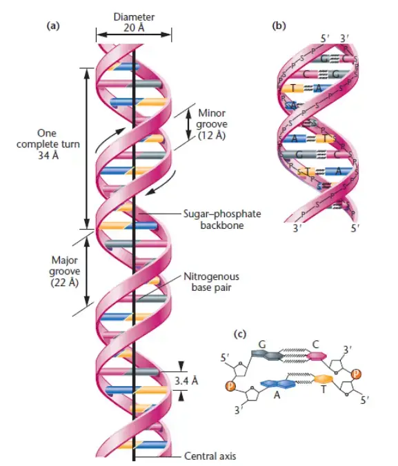 Watson and Crick Model of DNA
