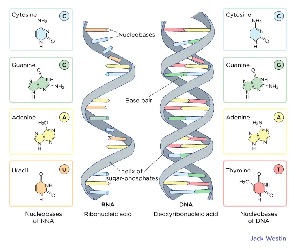 Watson and Crick Model of DNA