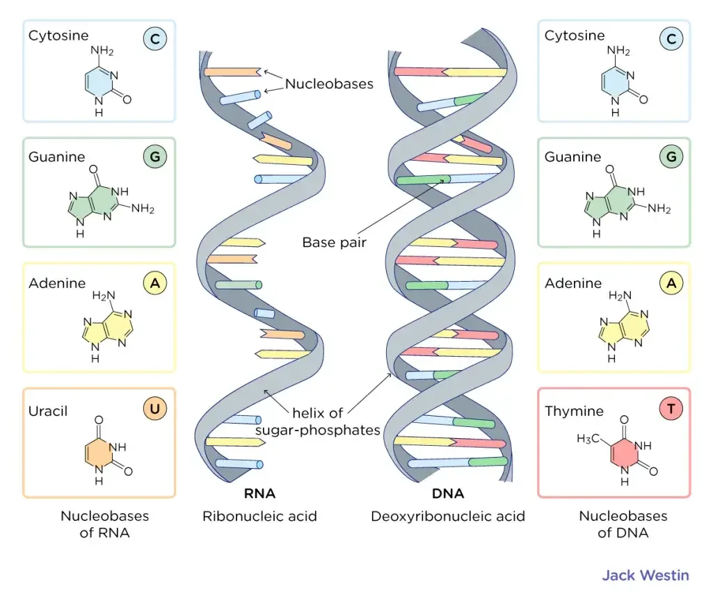 Watson and Crick Model of DNA