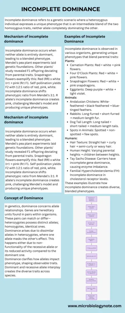 Incomplete Dominance Infograph
