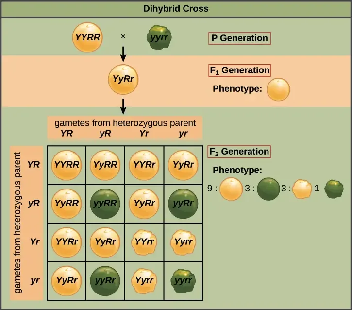 Image credit: “Laws of inheritance: Figure 2,” by OpenStax College, Biology, CC BY 4.0.
