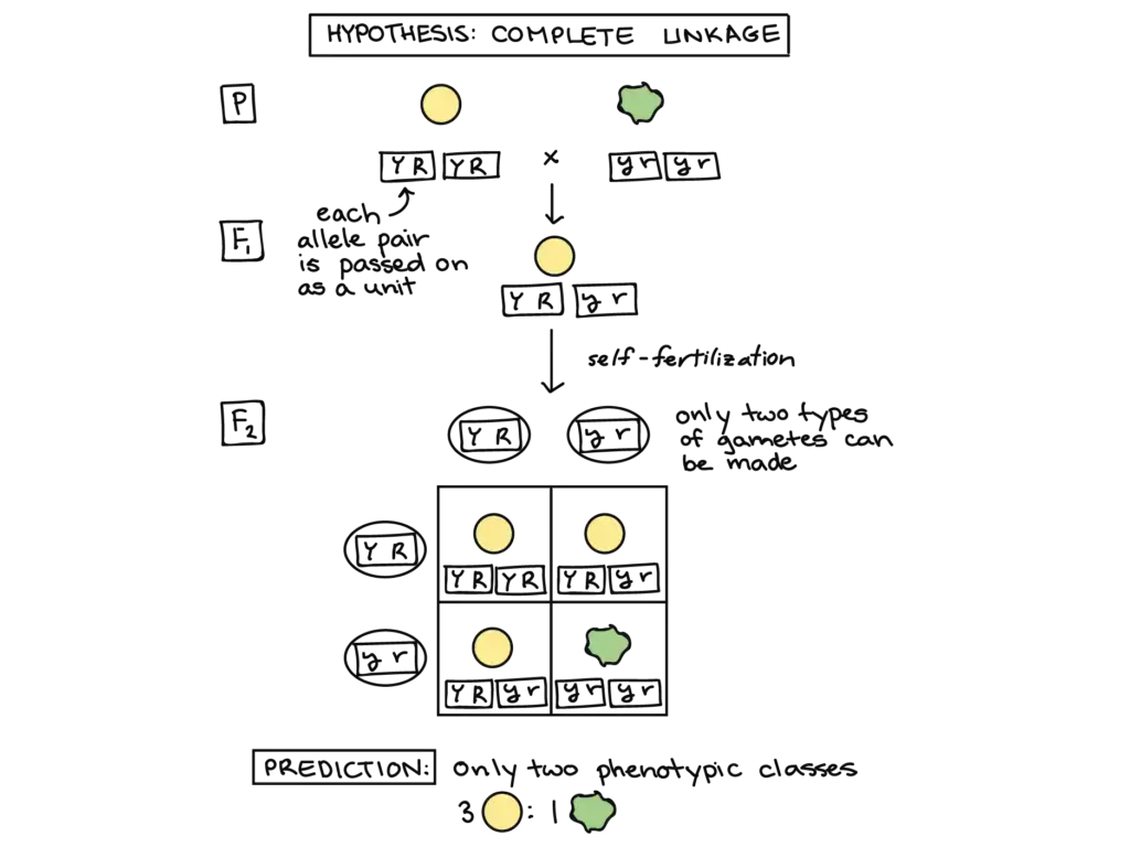 Independent assortment vs. linkage 