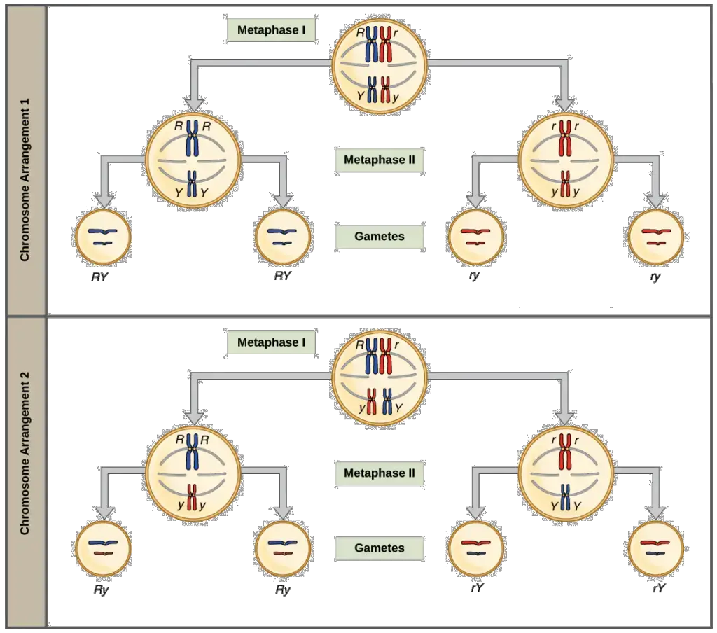 Image modified from “The laws of inheritance: Figure 5(Opens in a new window),” by OpenStax College, Concepts of Biology, CC BY 4.0
