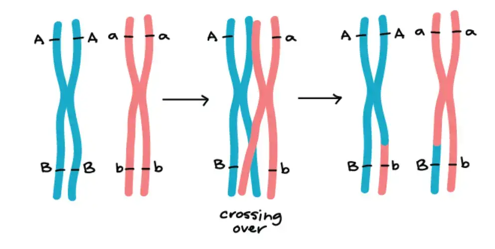 Image Source: www.khanacademy.org
