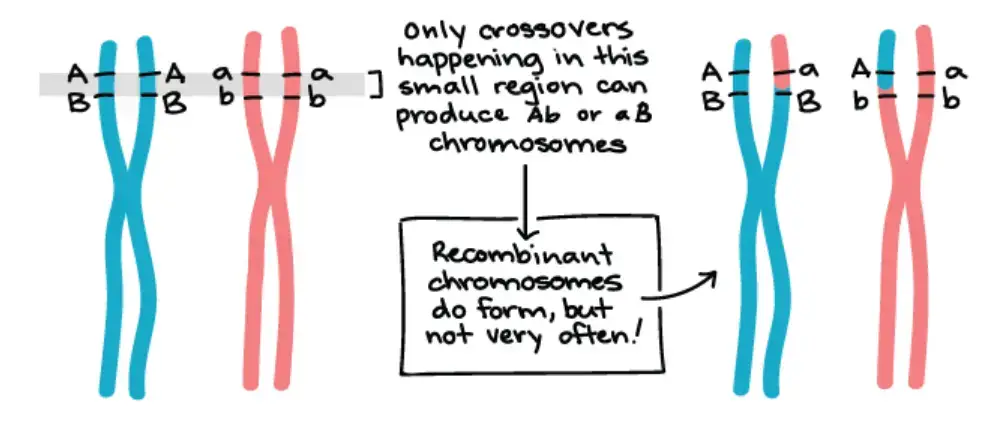 Image Source: www.khanacademy.org
