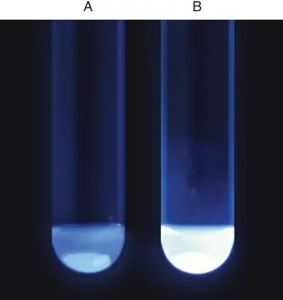 4-Methylumbelliferyl-b-d-Glucuronide (MUG) test.
A, Positive. B, Negative.