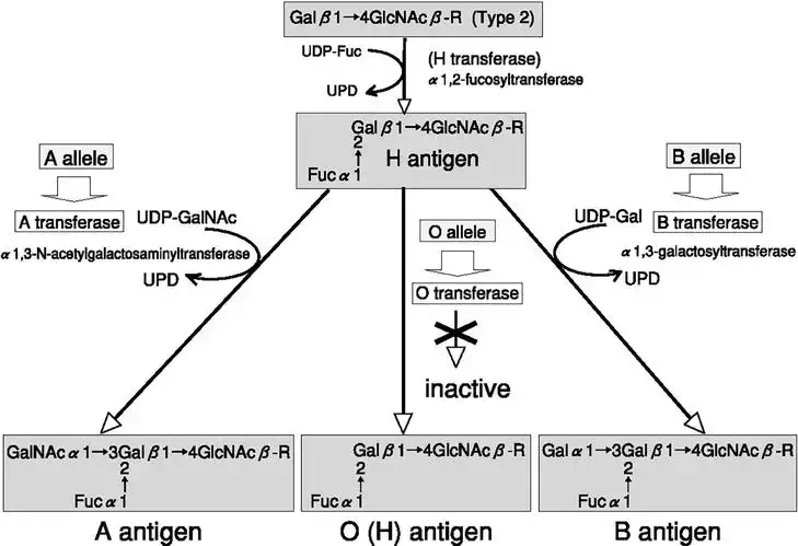 biosynthesis of A, B, and O antigens | Image Source: intechopen
