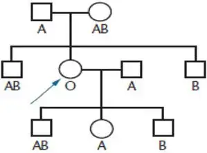 Pedigree showing Bombay blood type