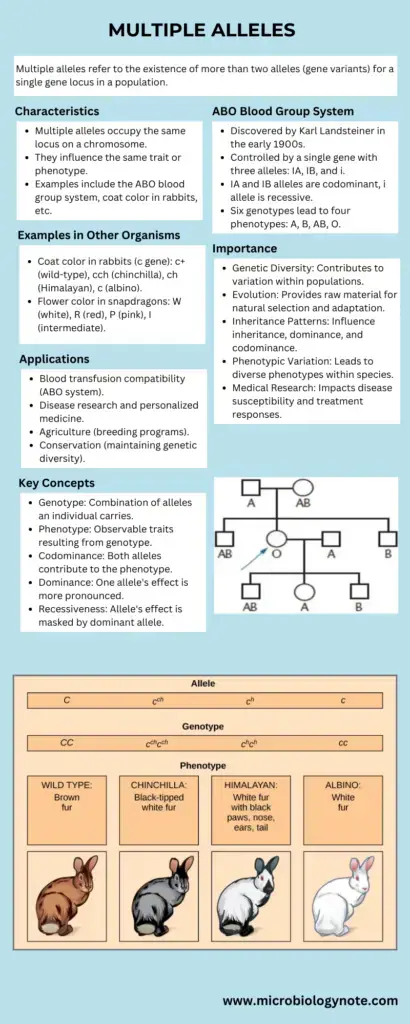 Multiple Alleles Infograph
