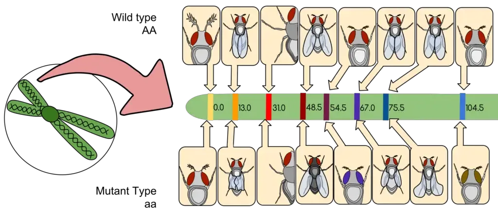 Thomas Hunt Morgan’s Drosophila melanogaster genetic linkage map. | Image Source: Twaanders17, CC BY-SA 4.0, via Wikimedia Commons
