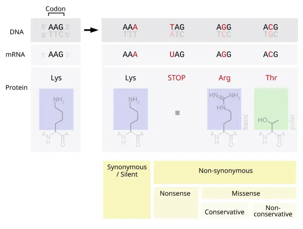 Silent Mutation - Definition, Causes, Mechanism, Examples, Applications ...