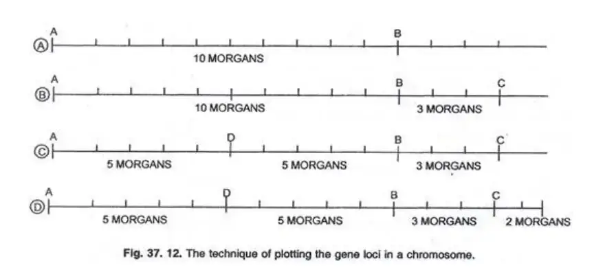 Chromosome Mapping