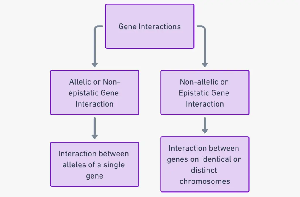 Types of Gene Interaction
