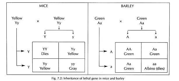 Lethal Allele