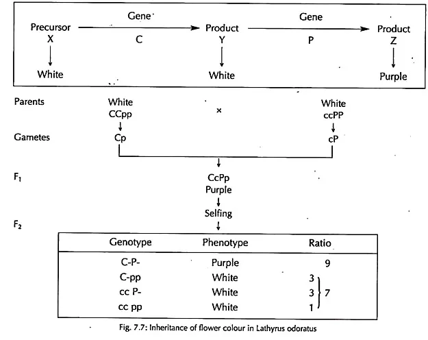 Complementary Factor (9:7)