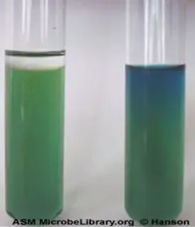 Interpretation and results of OF (Oxidation-Fermentation) Test