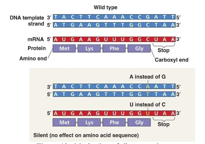 Mechanism of silent mutation.