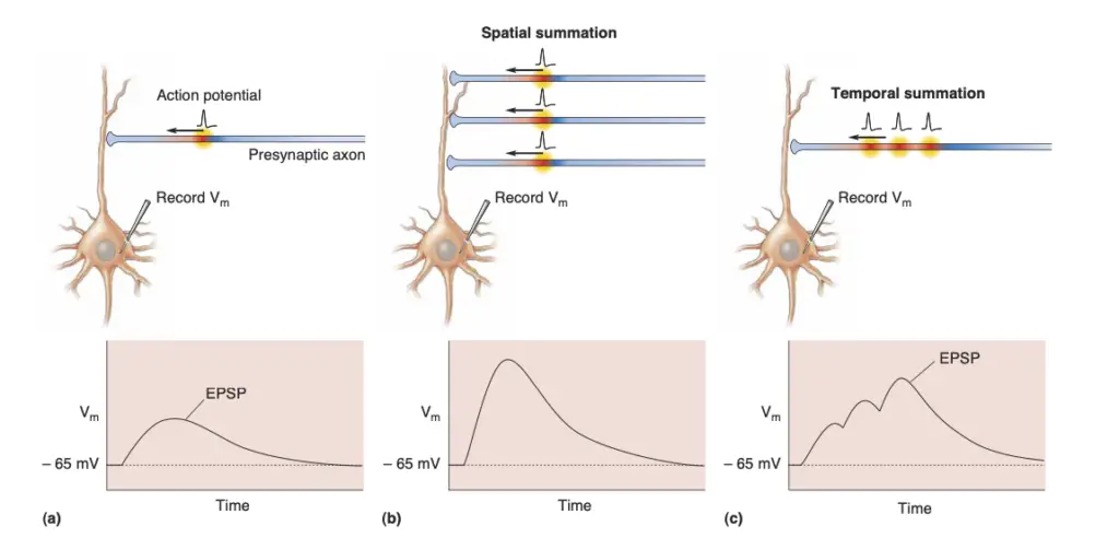 EPSP summation.